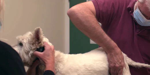 Vet Tech Supplementary Information - Pancreatitis Management