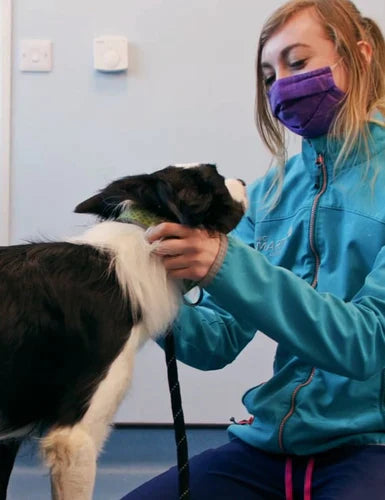 What do you think of when you hear the title “Veterinary Internal Medicine Specialist”?