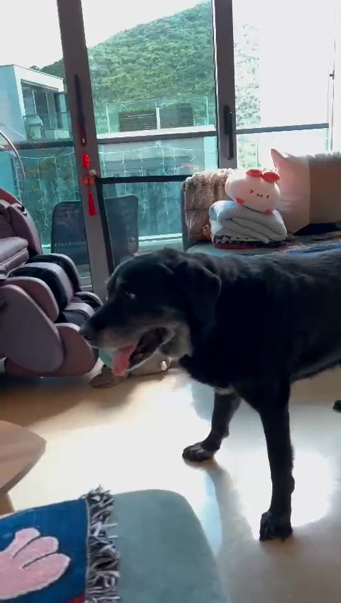 Ex Guide Dog Nera's back to her energetic and sociable self