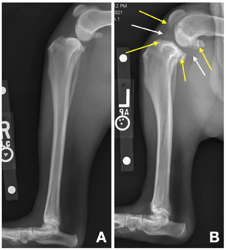 Stifle Osteoarthritis Associated with Cranial Cruciate Ligament Rupture