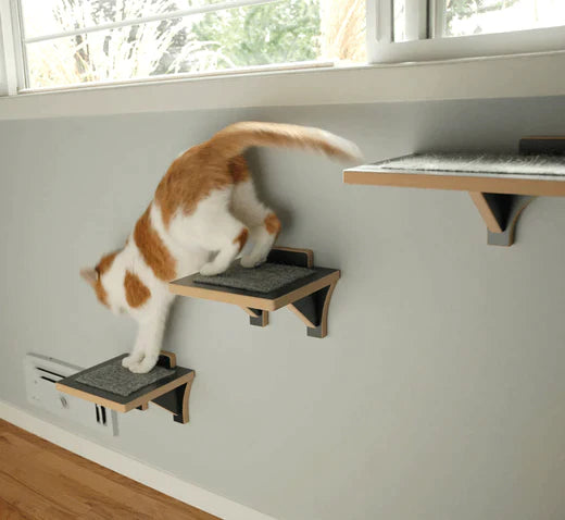 Osteoarthritis in Cats: How to Recognize and What to Do