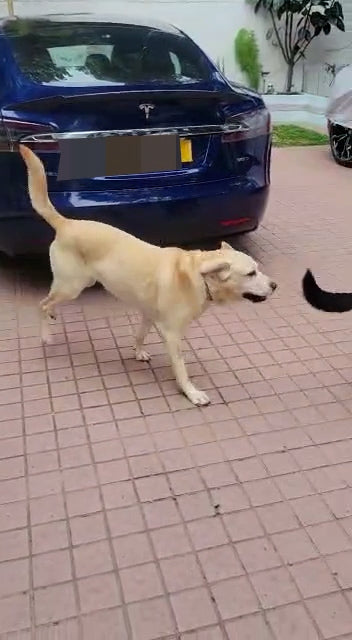 11-yr-old Rally rejuvenates during her retirement