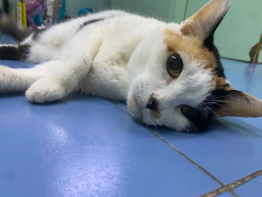 Finally a good night sleep for Dot & her owner