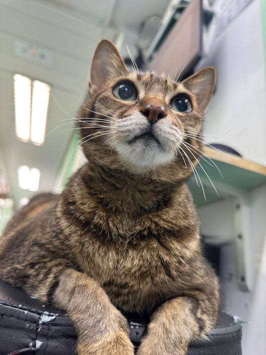 Gigi’s back to her curious and friendly self