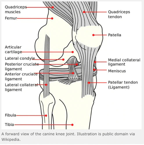 Knee Problems in Dogs