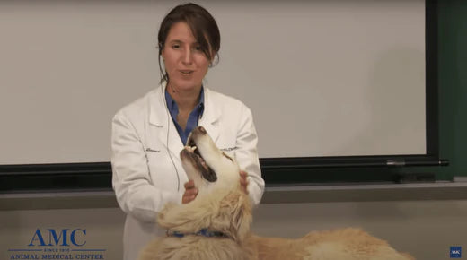 Top 5 Winter Health Tips from a Rehab Veterinary Specialist