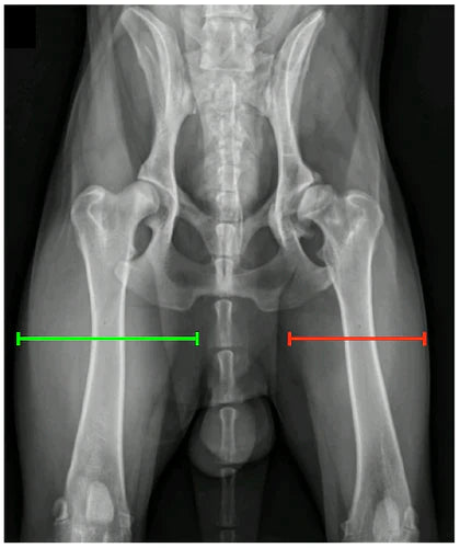 Current Thinking On The Management Of Osteoarthritis Associated With Hip Dysplasia